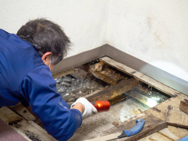 Best Local Mold Removal Service  in Waverly, NY