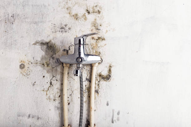 Best Mold Remediation  in Waverly, NY