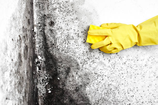 Best Black Mold Removal  in Waverly, NY