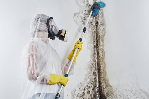 Best Local Mold Removal Service  in Waverly, NY