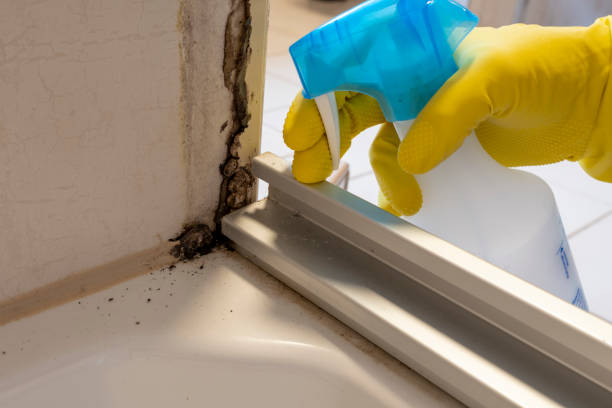Best Mold Remediation Services  in Waverly, NY