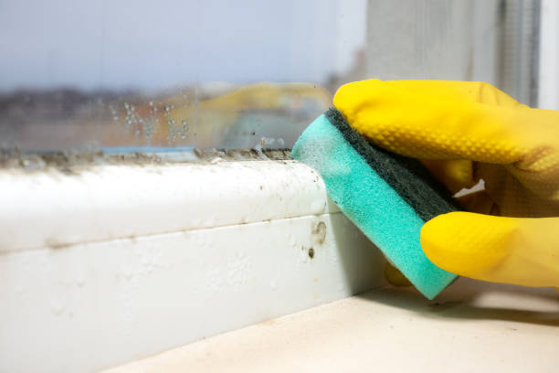 Best Affordable Mold Removal  in Waverly, NY