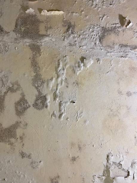 Best Mold Removal Process  in Waverly, NY